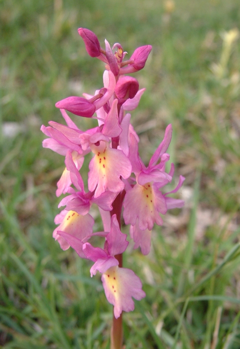 Orchis x colemanii (ibrido: Or. mascula x Or. pauciflora)